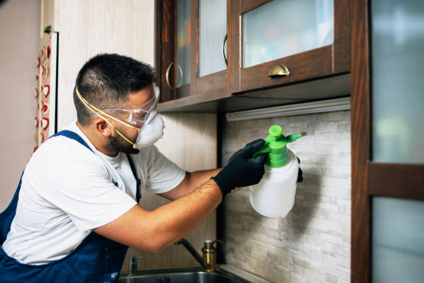 Best Local Pest Control Services  in St George, UT