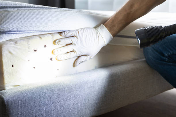 Flea Control Services in St George, UT